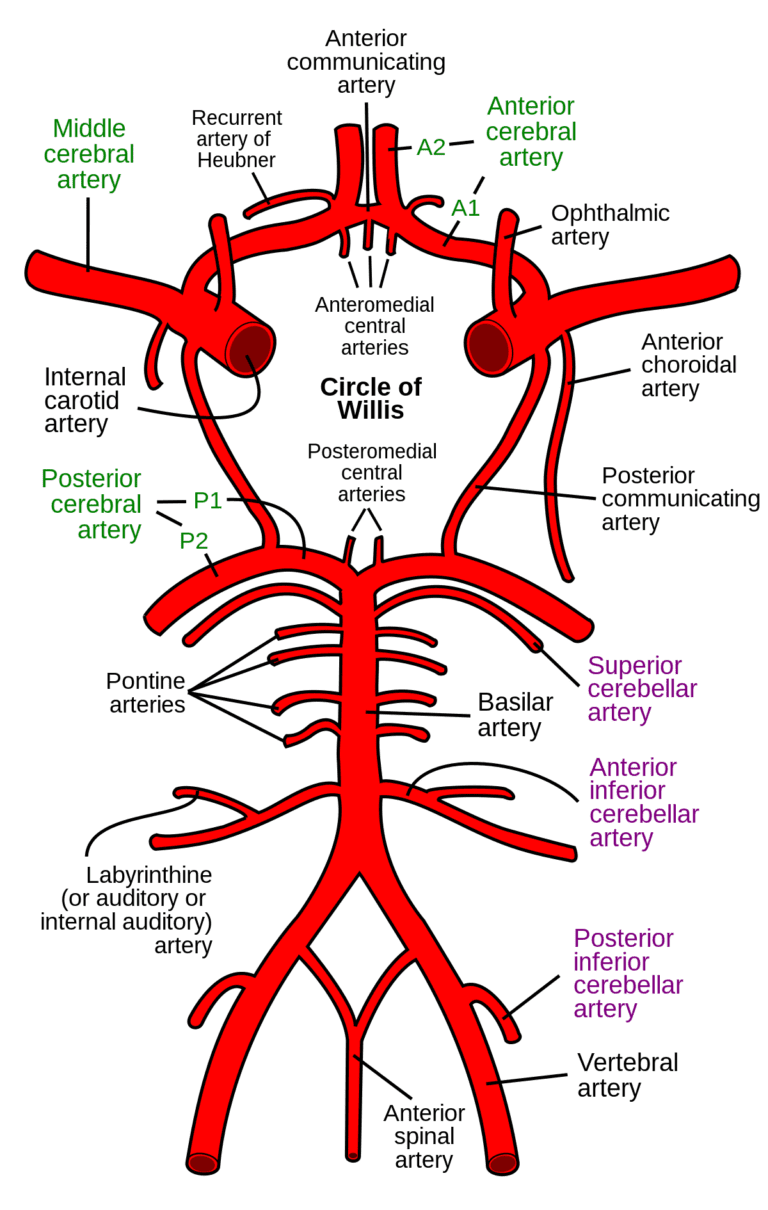 Surgical Repair